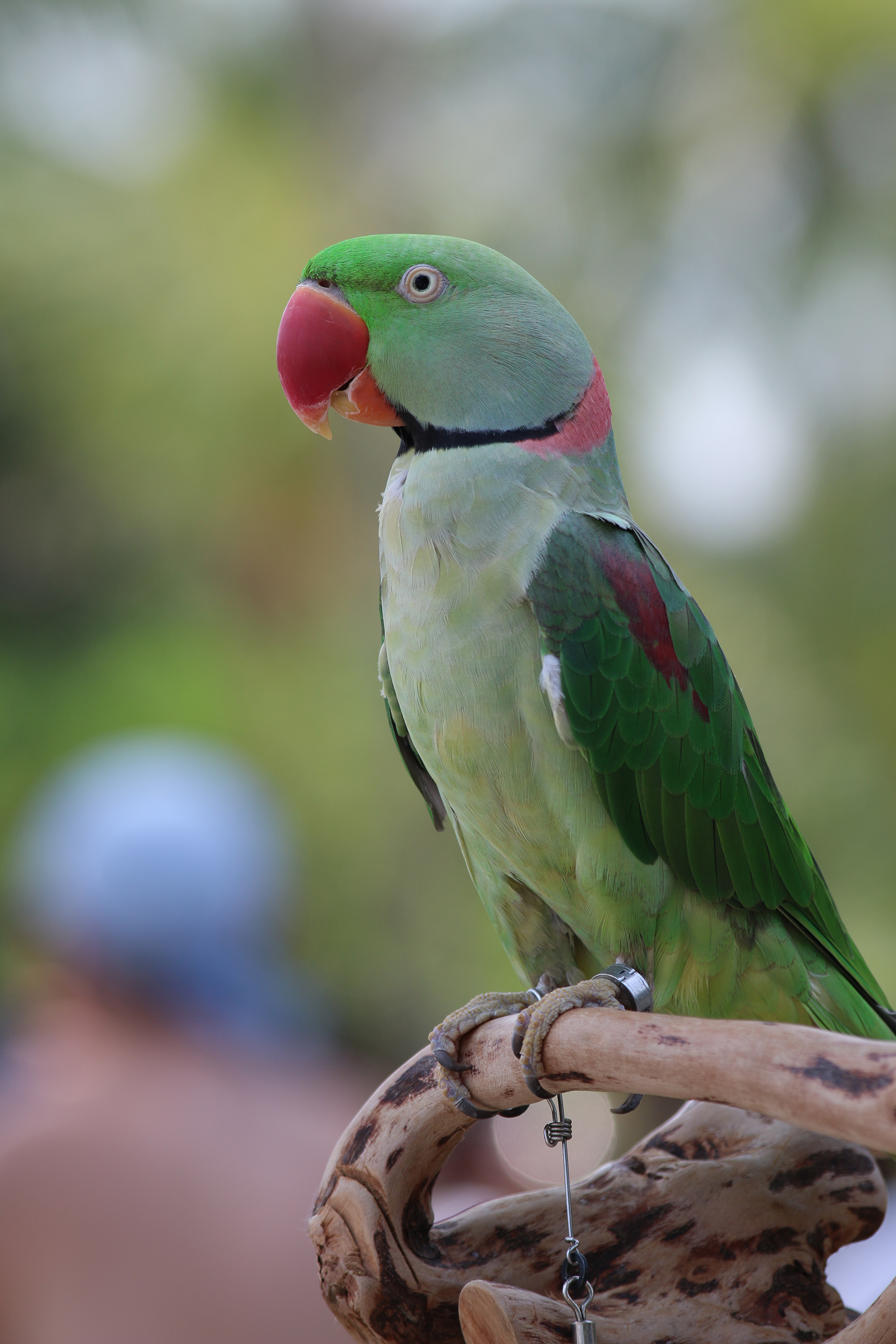 green parrot