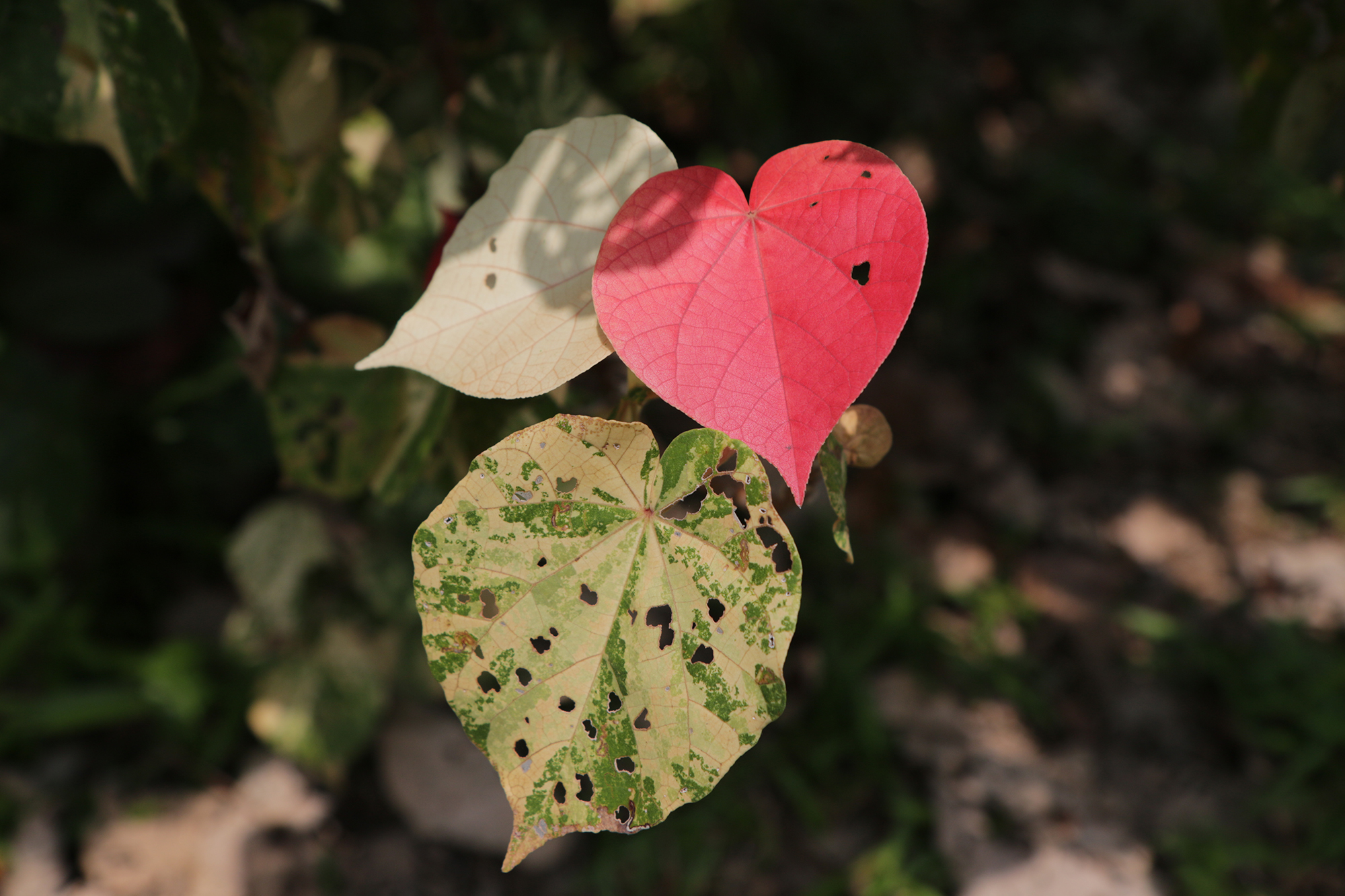 rainbow leaves