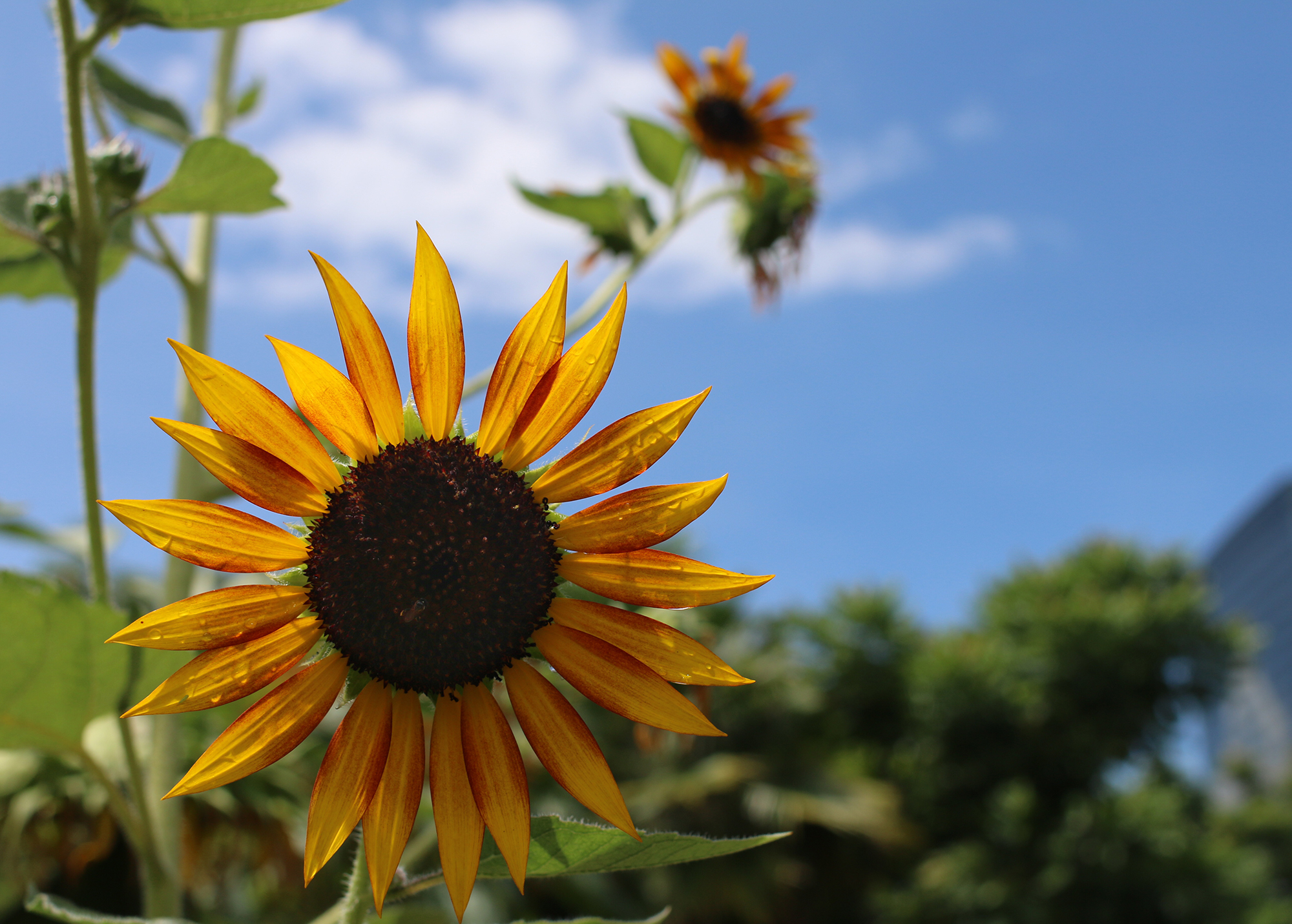 sunflower