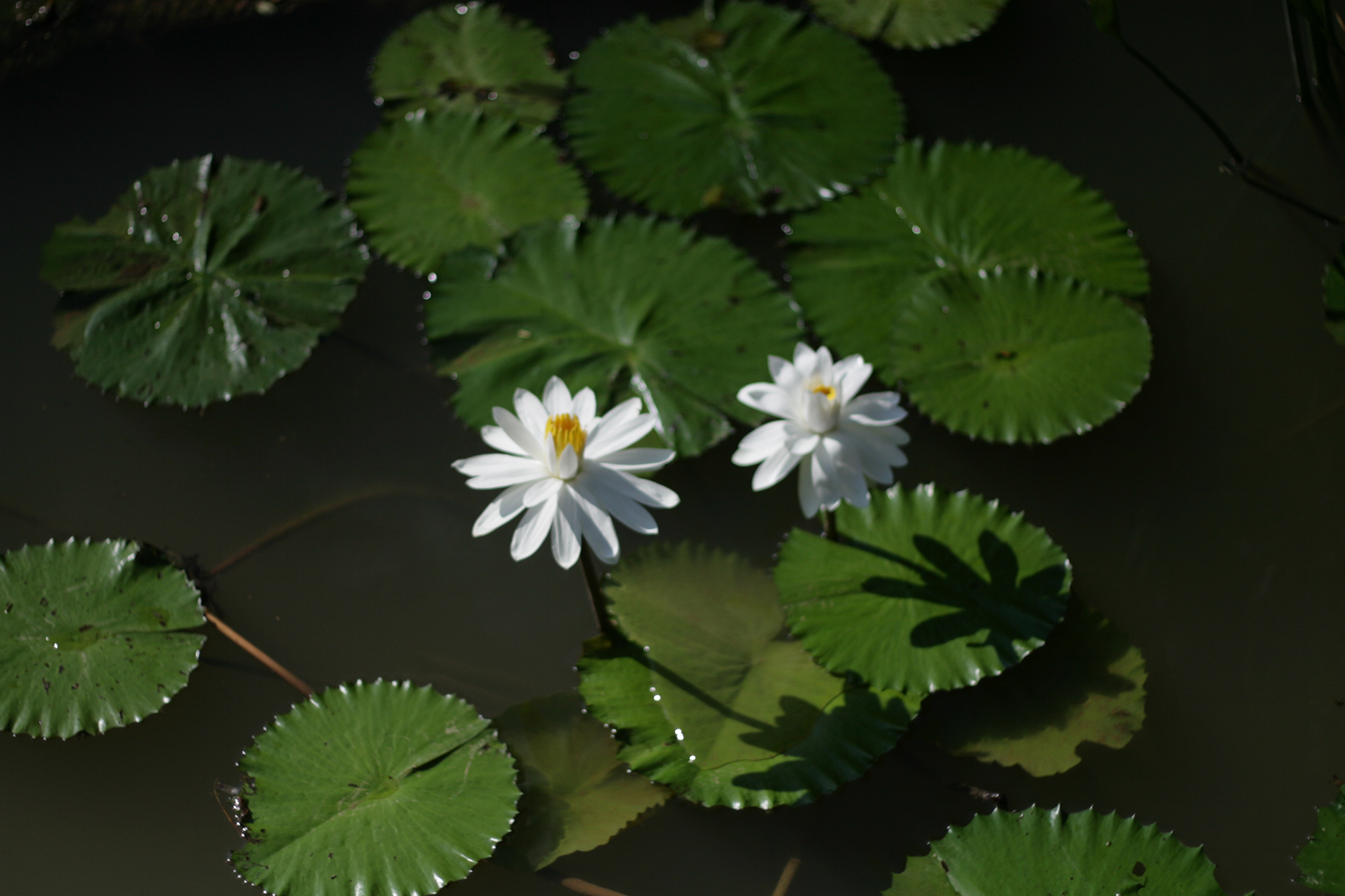 water lily